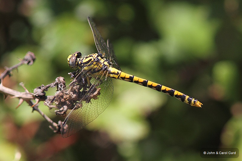 J14_1187 Onychogomphus uncatus.JPG